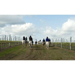 Ruta a Caballo por viñedos con Visita y Degustación Bodega Montilla - Moriles